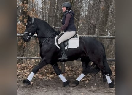 Friesen, Wallach, 6 Jahre, 161 cm, Rappe