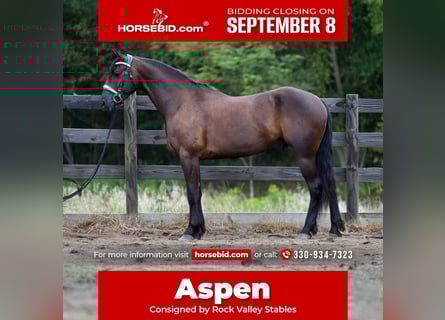 Friesen Mix, Wallach, 6 Jahre, 163 cm, Rappe