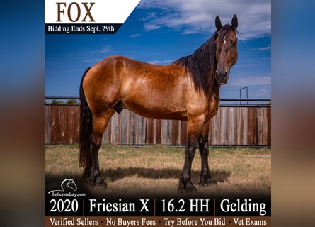 Friesen Mix, Wallach, 6 Jahre, 168 cm, Rotbrauner
