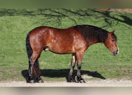 Friesen Mix, Wallach, 7 Jahre, 157 cm, Rotbrauner