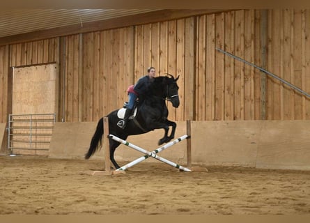 Friesen, Wallach, 7 Jahre, 163 cm, Rappe