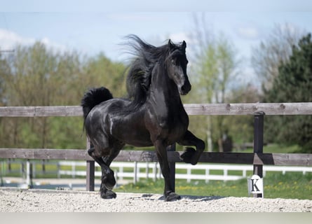 Friesen, Wallach, 7 Jahre, 175 cm, Rappe
