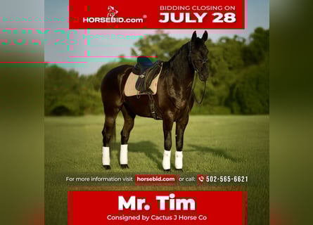 Friesen, Wallach, 7 Jahre, Rappe