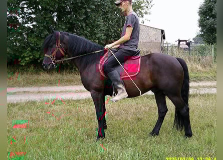 Friesen Mix, Wallach, 8 Jahre, 150 cm, Rappe