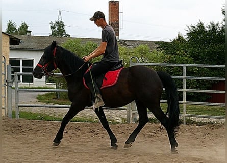 Friesen Mix, Wallach, 8 Jahre, 150 cm, Rappe