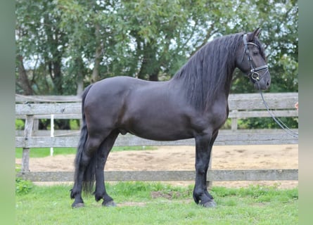 Friesen, Wallach, 9 Jahre, 163 cm, Rappe