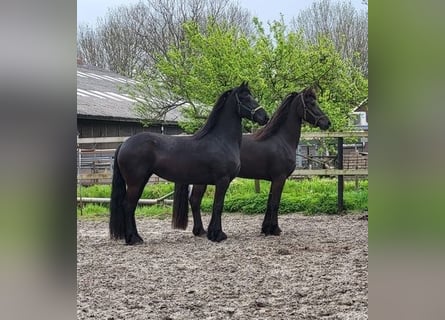 Frieserhästar, Hingst, 4 år, 163 cm, Svart