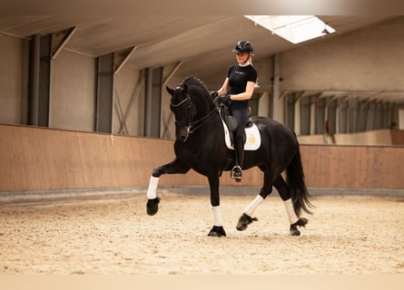 Frieserhästar, Hingst, 6 år, 170 cm, Svart