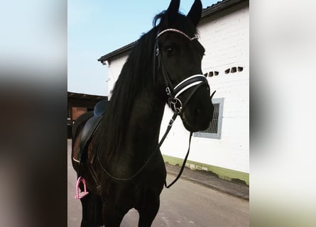 Frieserhästar, Valack, 10 år, 168 cm, Svart