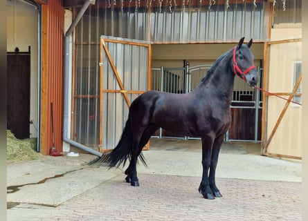Frieserhästar, Valack, 3 år, 164 cm, Svart
