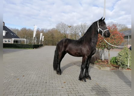 Frieserhästar, Valack, 3 år, 167 cm, Svart