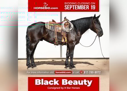 Frieserhästar Blandning, Valack, 6 år, 173 cm, Svart