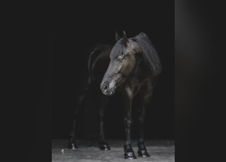 Frieserhästar, Valack, 8 år, 165 cm, Brun
