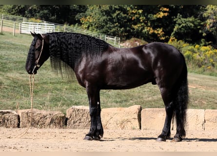 Frieserhästar Blandning, Valack, 8 år, 170 cm, Svart