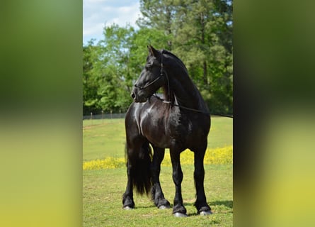 Frieserhästar, Valack, 9 år, Svart