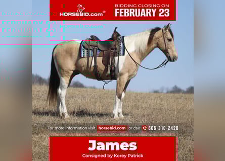 Friesian horses Mix, Gelding, 10 years, 15.3 hh, Buckskin