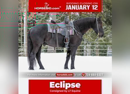 Friesian horses Mix, Gelding, 10 years, 15,1 hh, Black