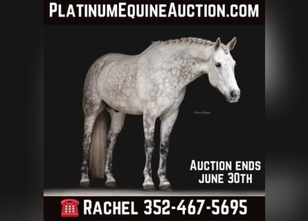 Friesian horses, Gelding, 10 years, 16.1 hh, Gray