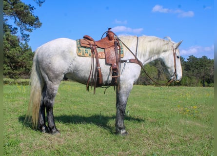 Friesian horses Mix, Gelding, 10 years, 16.2 hh, Grey