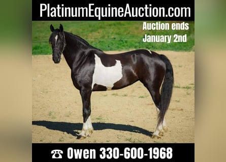 Friesian horses, Gelding, 10 years, 16 hh, Tobiano-all-colors