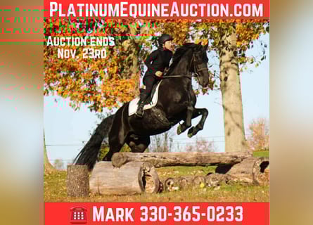 Friesian horses, Gelding, 10 years, 16,3 hh, Black