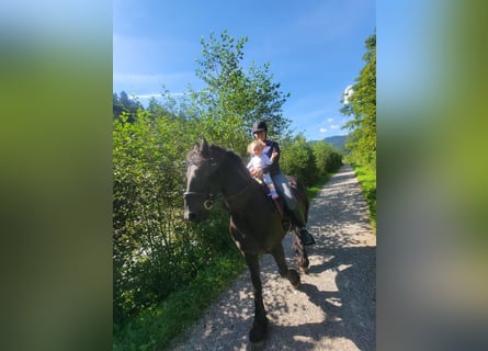 Friesian horses, Gelding, 11 years, 15,3 hh, Black