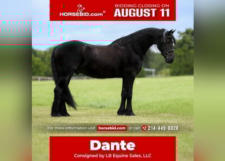 Friesian horses, Gelding, 11 years, 16 hh, Black