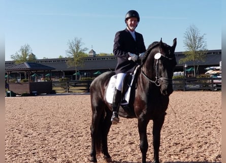 Friesian horses, Gelding, 11 years, 16 hh, Black