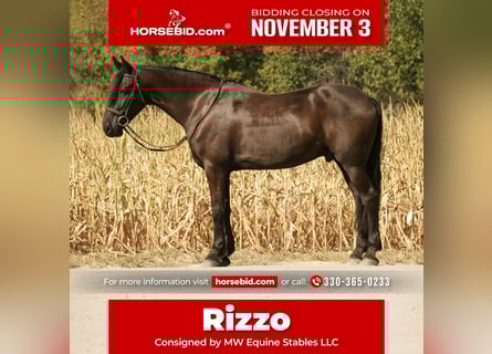 Friesian horses Mix, Gelding, 11 years, 16,3 hh, Black