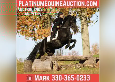 Friesian horses, Gelding, 11 years, 16,3 hh, Black