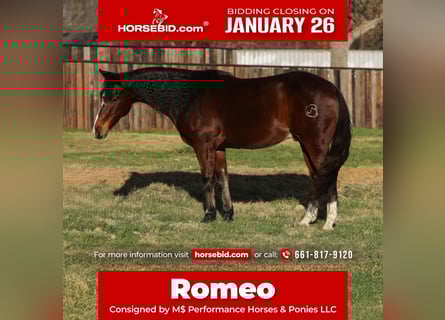 Friesian horses Mix, Gelding, 12 years, 14,2 hh, Bay