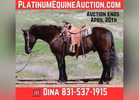 Friesian horses, Gelding, 12 years, 15 hh, Black