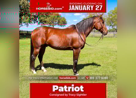 Friesian horses Mix, Gelding, 13 years, 15.3 hh, Roan-Bay