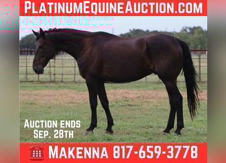 Friesian horses, Gelding, 13 years, 17 hh, Black