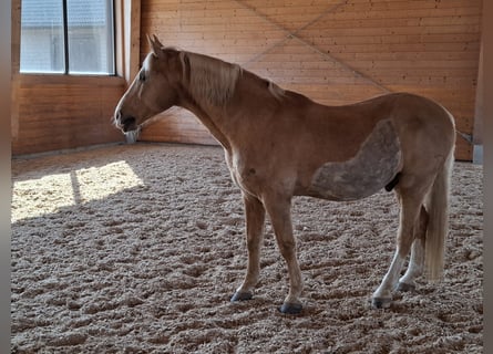 Friesian horses Mix, Gelding, 14 years