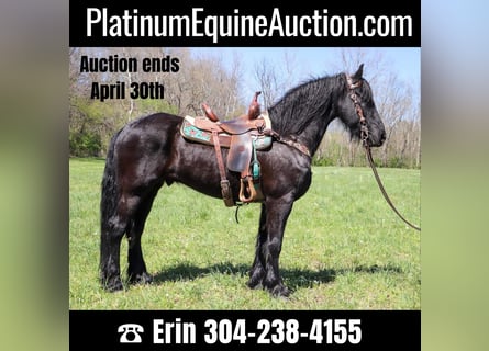 Friesian horses, Gelding, 15 years, 15,2 hh, Black