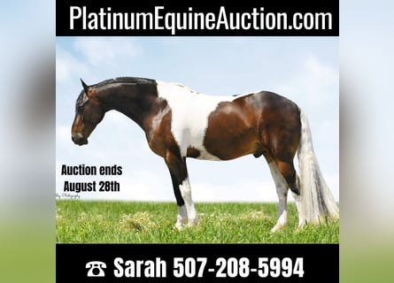 Friesian horses, Gelding, 15 years, Tobiano-all-colors