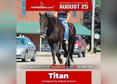 Friesian horses, Gelding, 16 years, 17 hh, Black
