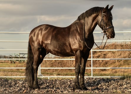 Friesian horses, Gelding, 17 years, 16.1 hh, Black