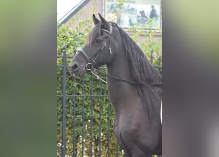 Friesian horses, Gelding, 17 years, 16,1 hh, Black