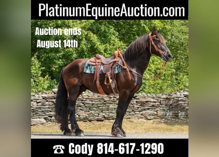 Friesian horses, Gelding, 17 years, 16,3 hh, Black