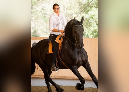 Friesian horses, Gelding, 17 years, 17,1 hh, Black