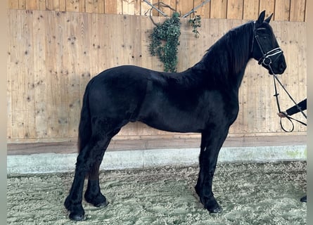 Friesian horses, Gelding, 2 years, 16 hh, Black