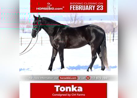 Friesian horses Mix, Gelding, 3 years, 15.1 hh, Black