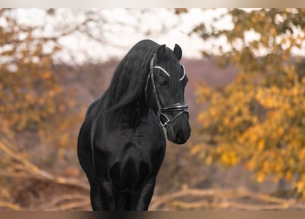 Friesian horses, Gelding, 3 years, 15.2 hh, Black