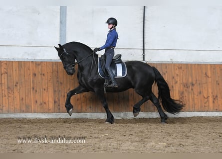 Friesian horses, Gelding, 3 years, 15,3 hh, Black