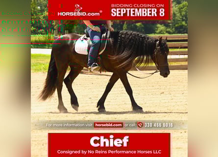 Friesian horses, Gelding, 3 years, 15,2 hh, Black
