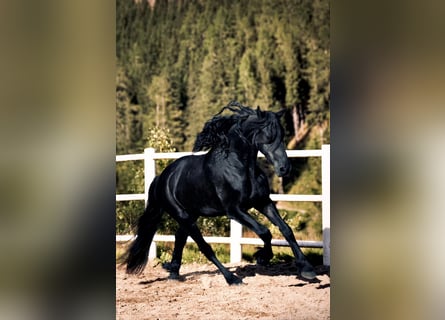 Friesian horses, Gelding, 3 years, 15,3 hh, Black