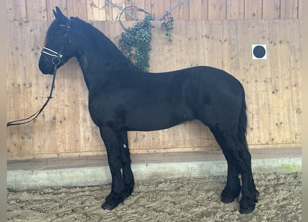 Friesian horses, Gelding, 3 years, 16,1 hh, Black