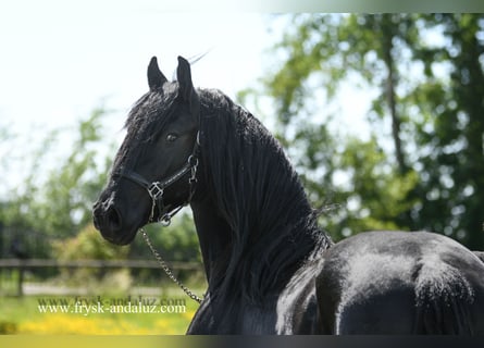 Friesian horses, Gelding, 3 years, 16 hh, Black